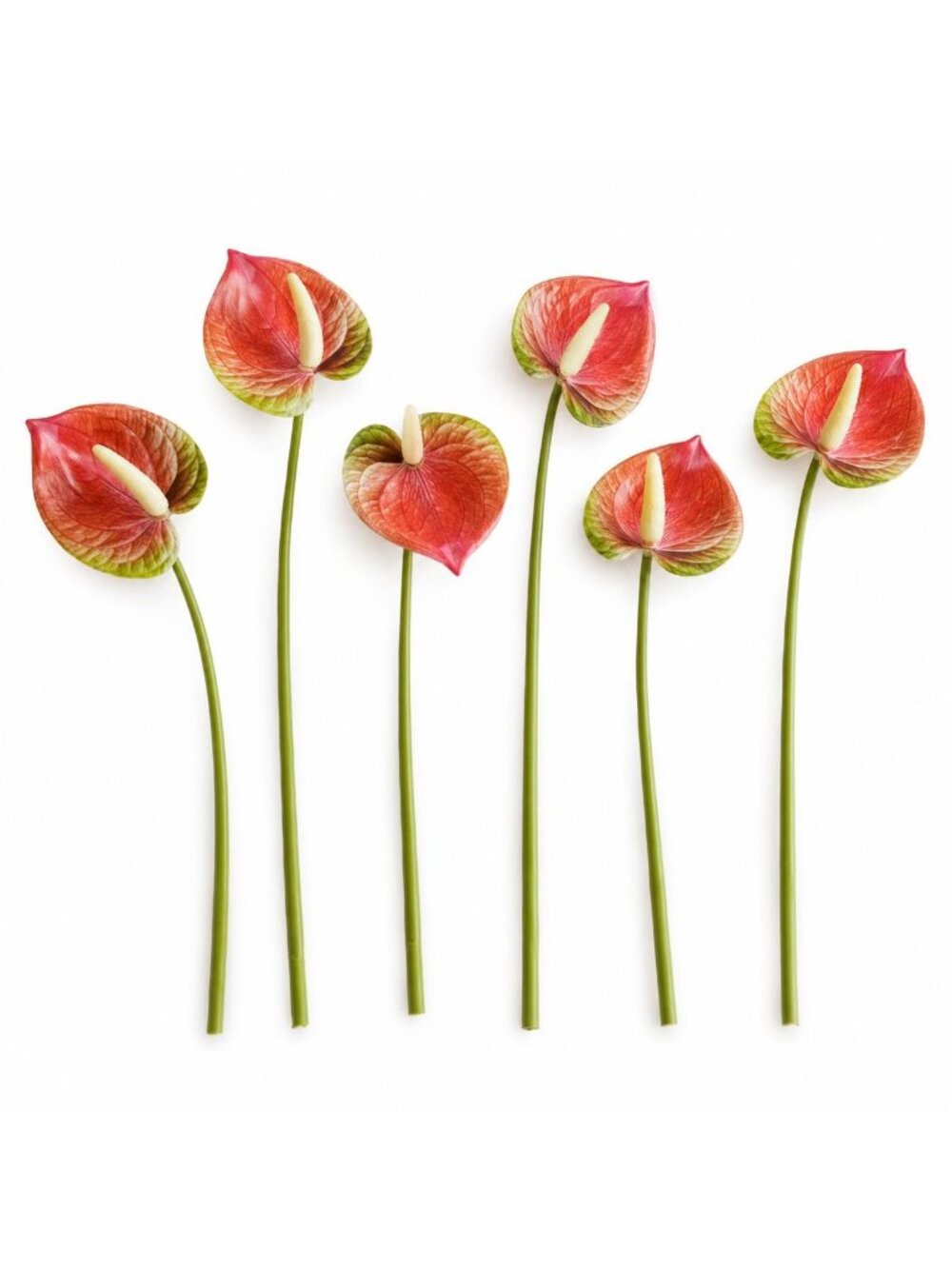 Pink Cream Green Artificial Anthurium Stems Set of 6, 11 Inch Faux Tropical Flow